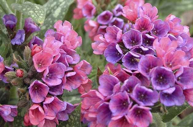 lungwort