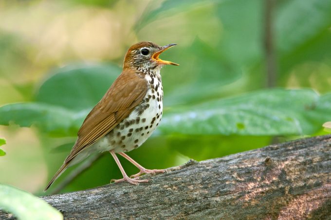 Wood Thrush Bwt0106