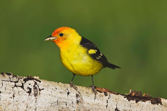 Western Tanager,piranga migratory birds Ludoviciana