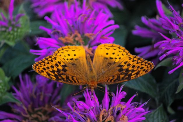 Watching Butterflies