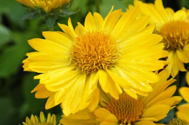 yellow blanket flower