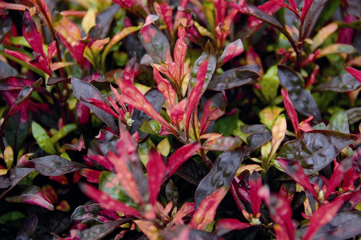 Alternantheraprovenwinners plants that grow from cuttings
