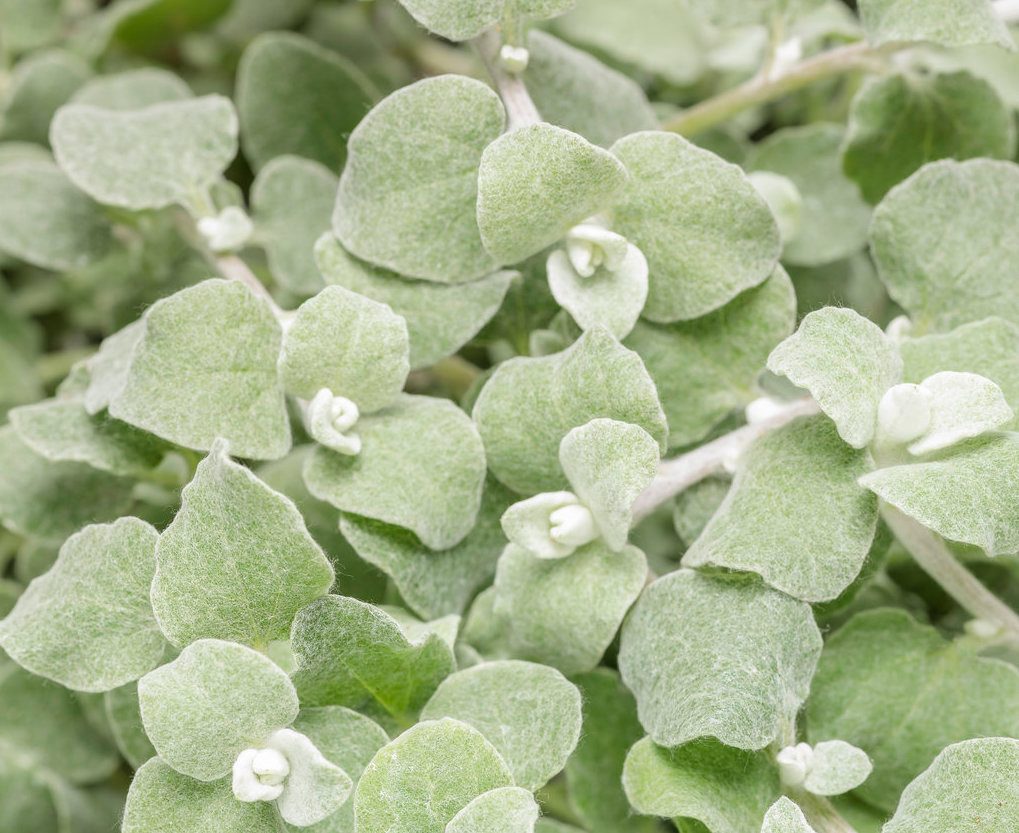 Helichrysum White Licorice