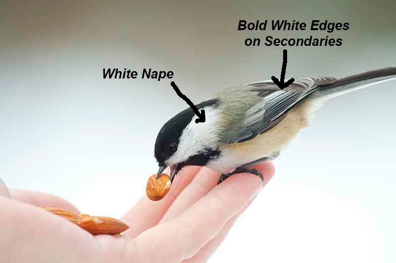 black capped chickadee vs carolina chickadee, Chickadee Identification