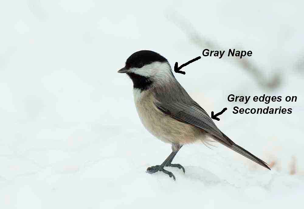 Birding Basics Chickadee Identification