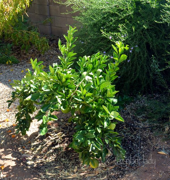 Young orange tree