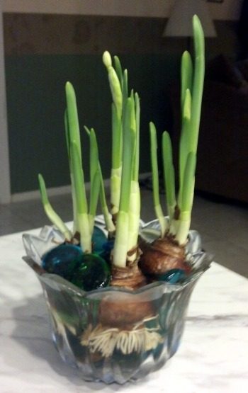 Growing Paperwhites Indoors 3