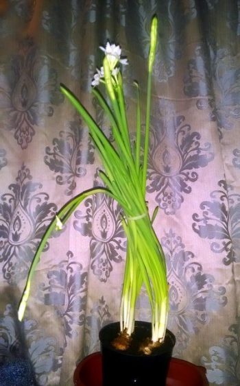 Growing Paperwhites Indoors