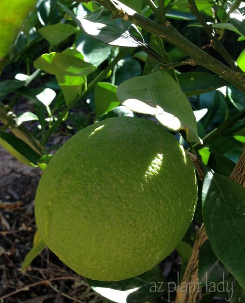 unripened orange