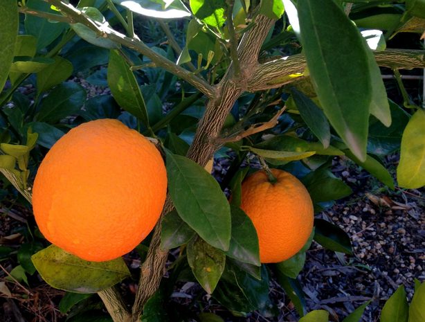 ripe oranges