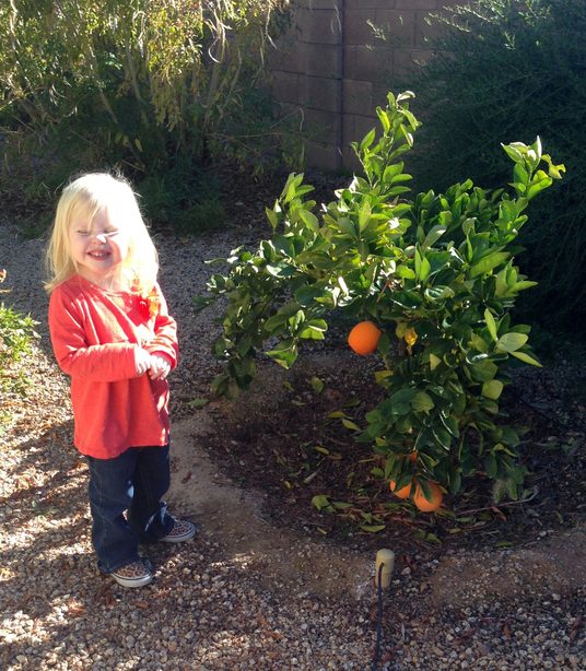 orange tree