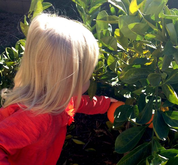 picking oranges