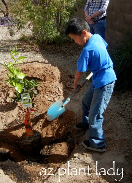 Planting Citrus Tree 