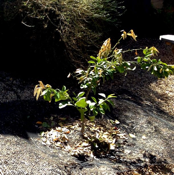 frost damage citrus
