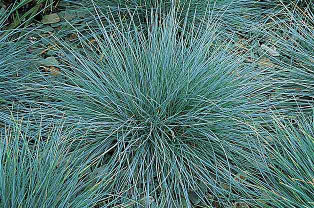 ornamental grass