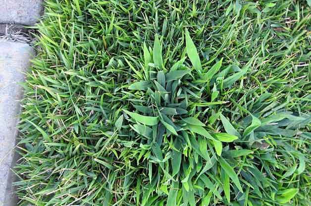 Identifying Weeds in Your Garden