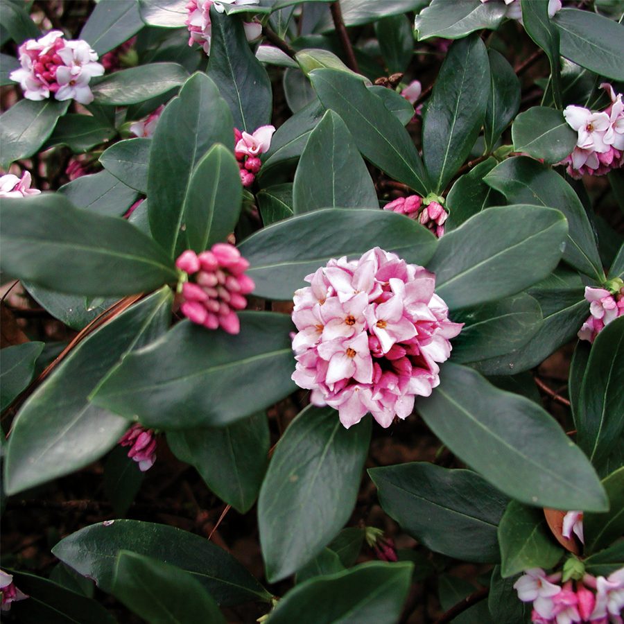 Daphne shrub
