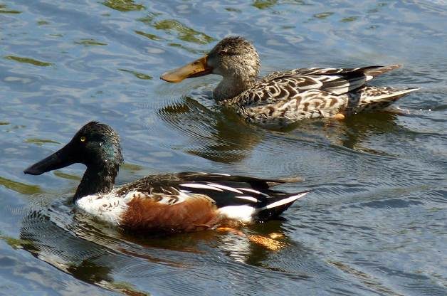 Duck Species Northern Shoveler