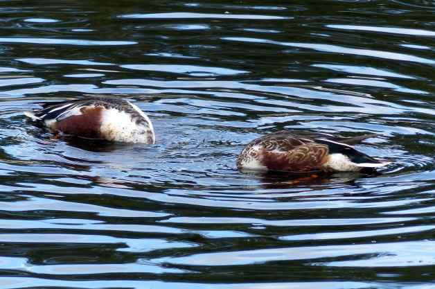Duck Species Northern Shoveler
