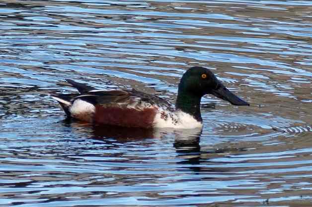 Duck Species Northern Shovelers