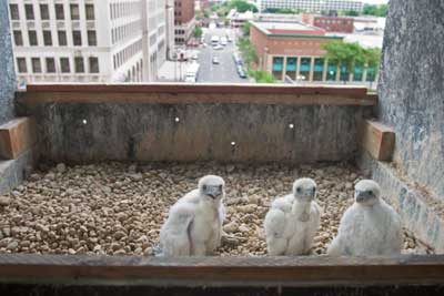 City birds spotted! Peregrine falcon chicks are on the roof of a Detroit high-rise.