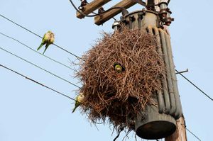 City birds like these monk parakeets have escaped captivity and live in colonies. They often build nests on power lines, as this group did near Queens, New York.