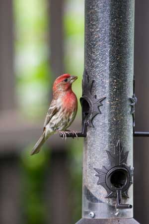 House finches are common city birds you can spot at urban bird feeders.