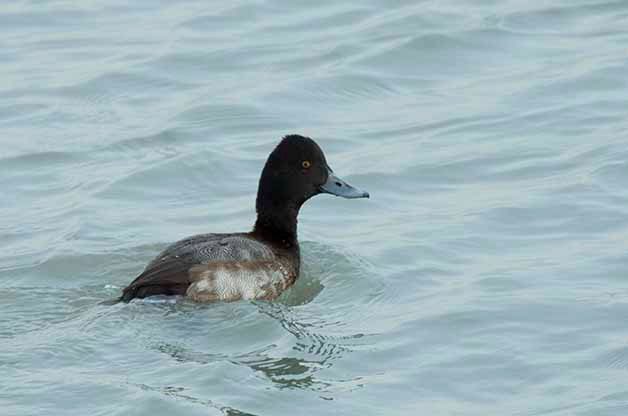 Pictures of Ducks: Lesser Scaup