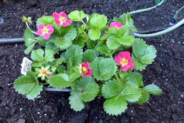 Pink Flowered Strawberries Fruit Garden