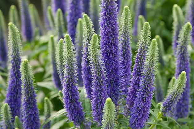 Top 10 Drought-Tolerant Plants: Veronica