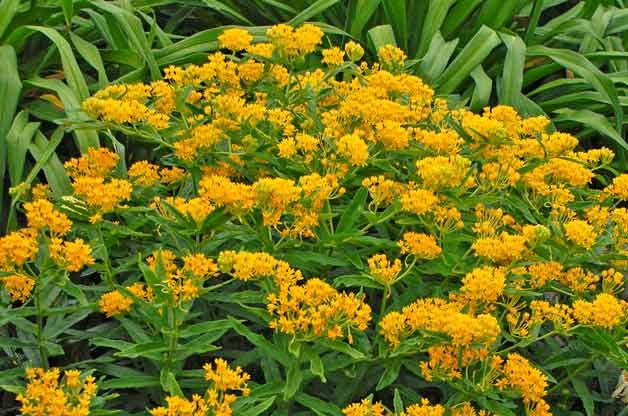 Identifying Weeds in Your Garden
