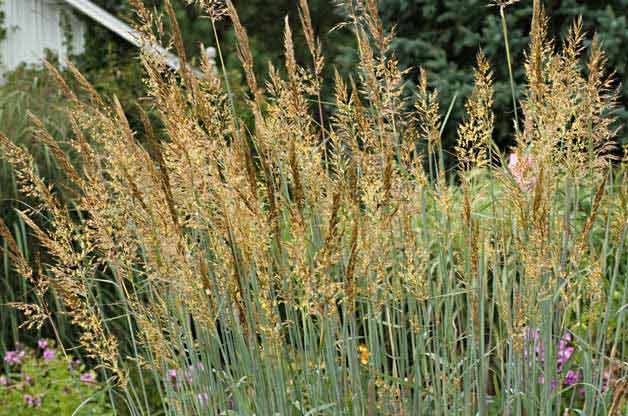 ornamental grass