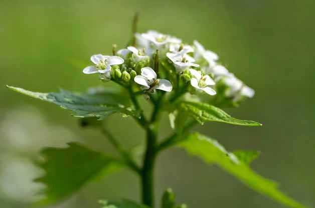 Identifying Weeds in Your Garden