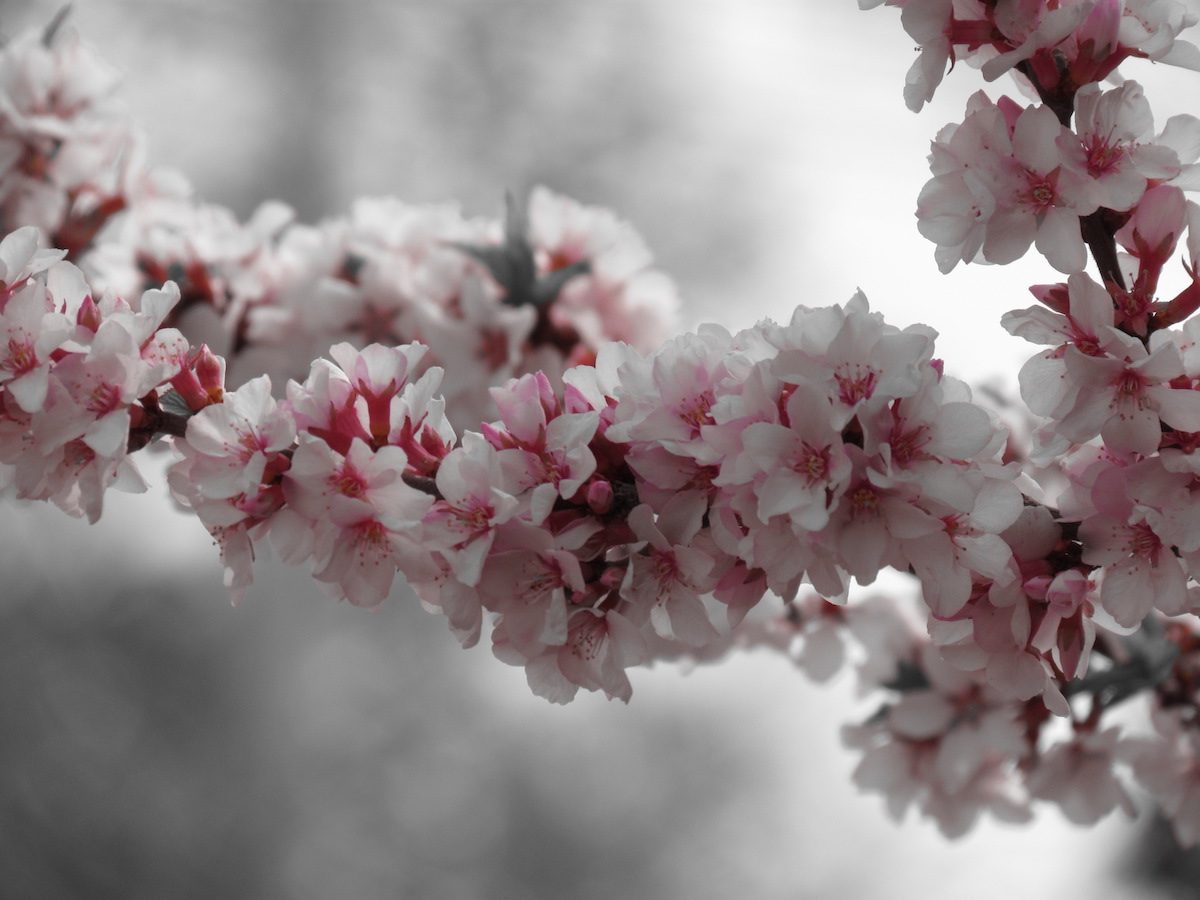 nanking cherry shrub