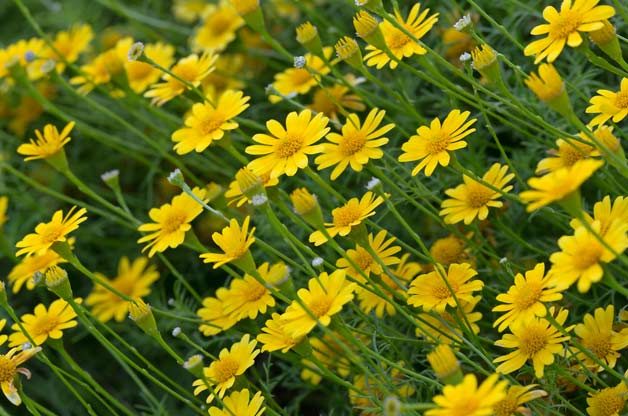 dahlberg daisy