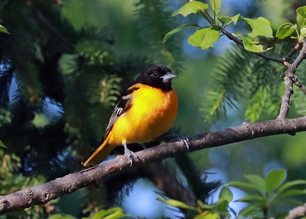 baltimore oriole