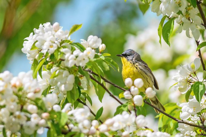 kirtlands warbler, warbler migration