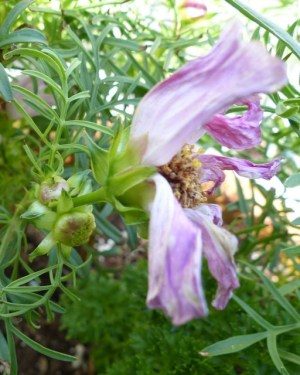 Deadheading Flower Gardens