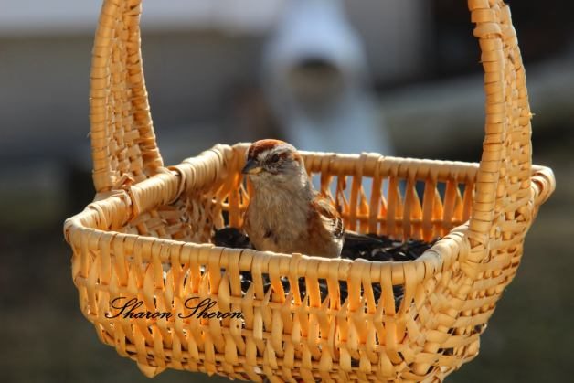 Feeding Birds