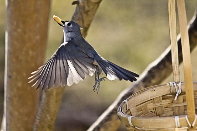 Feeding Birds