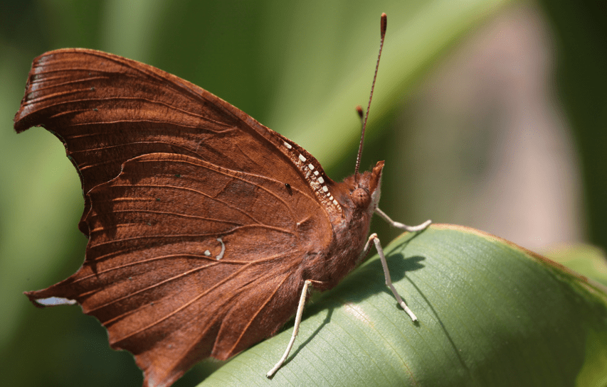 question mark butterfly