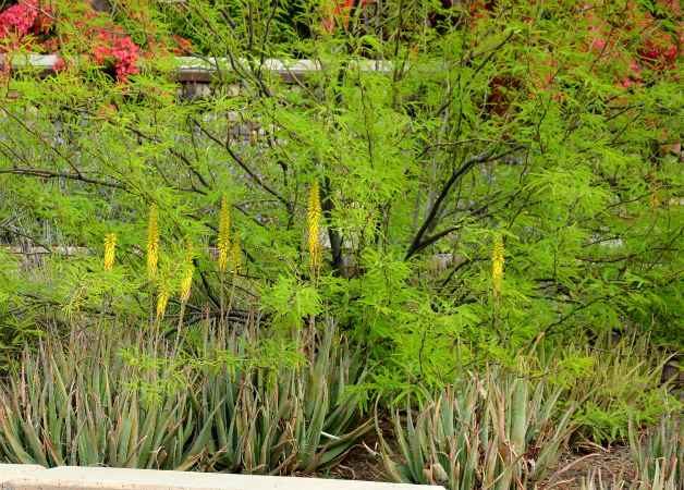 drought tolerant aloe vera