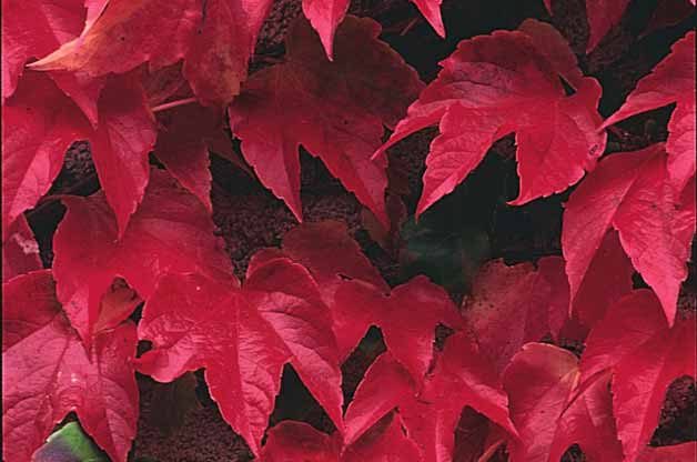 fall Vines 