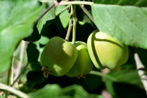 new_apples_on_tree