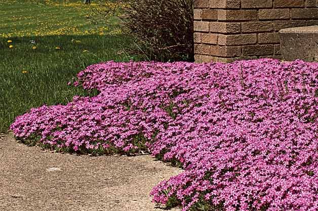 Top 10 Year-Round flowers Perennials: Creeping phlox