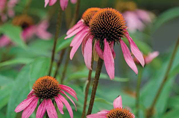 Top 10 Year-Round Perennials: Coneflower