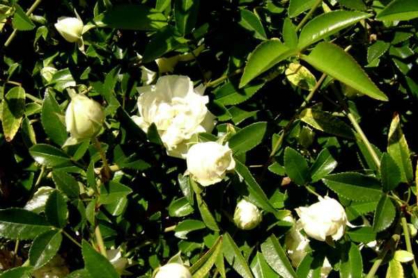 Lady Banks Rose