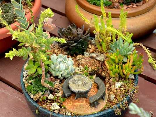 succulent fairy garden
