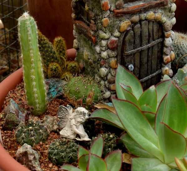 Succulent Fairy Gardens