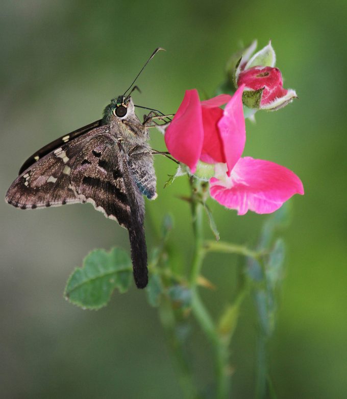 long-tailed skipper
